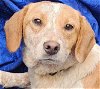 adoptable Dog in cuba, NY named Sophia