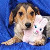 adoptable Dog in cuba, NY named Dorothy