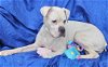 adoptable Dog in cuba, NY named Elsa