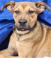 adoptable Dog in cuba, NY named Xena