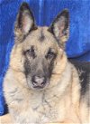 adoptable Dog in cuba, NY named Tyson Conklin