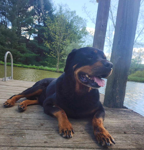 ROCKY CONKLIN - Rottweiler available for adoption