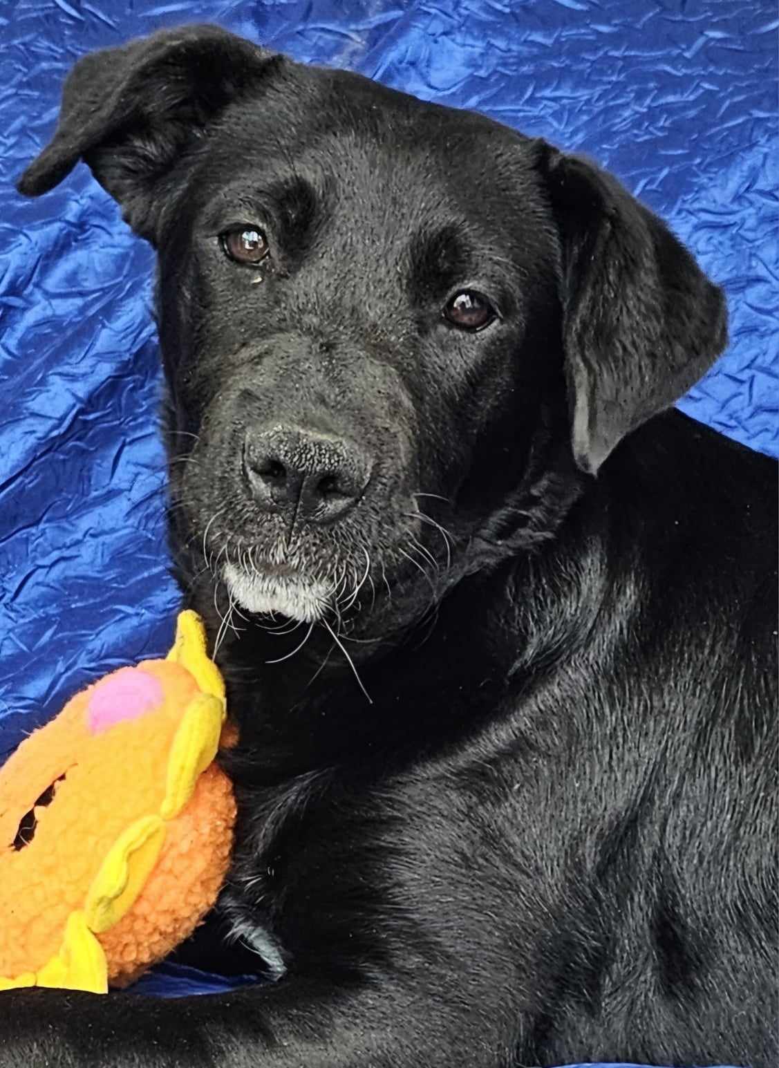 adoptable Dog in Cuba, NY named Fifi Curly