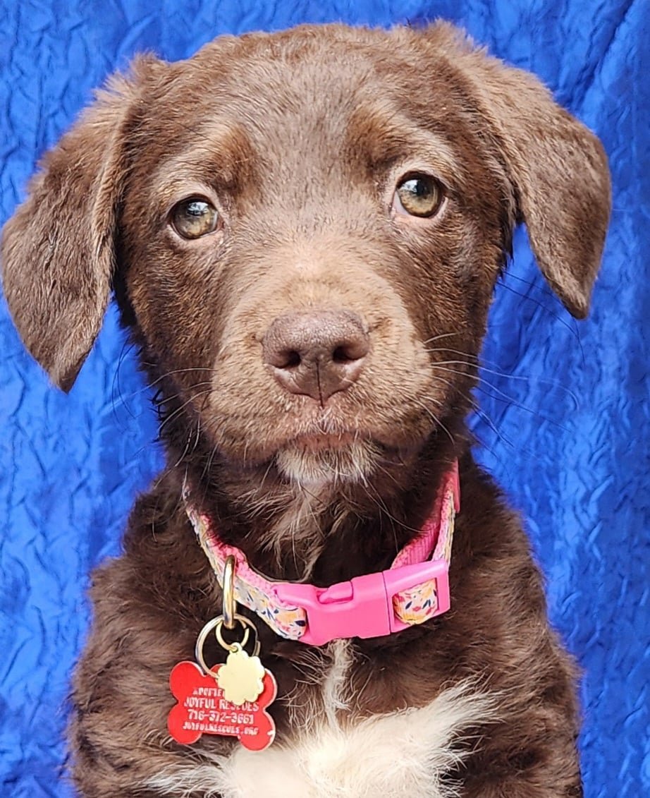 adoptable Dog in Cuba, NY named Flo Curly