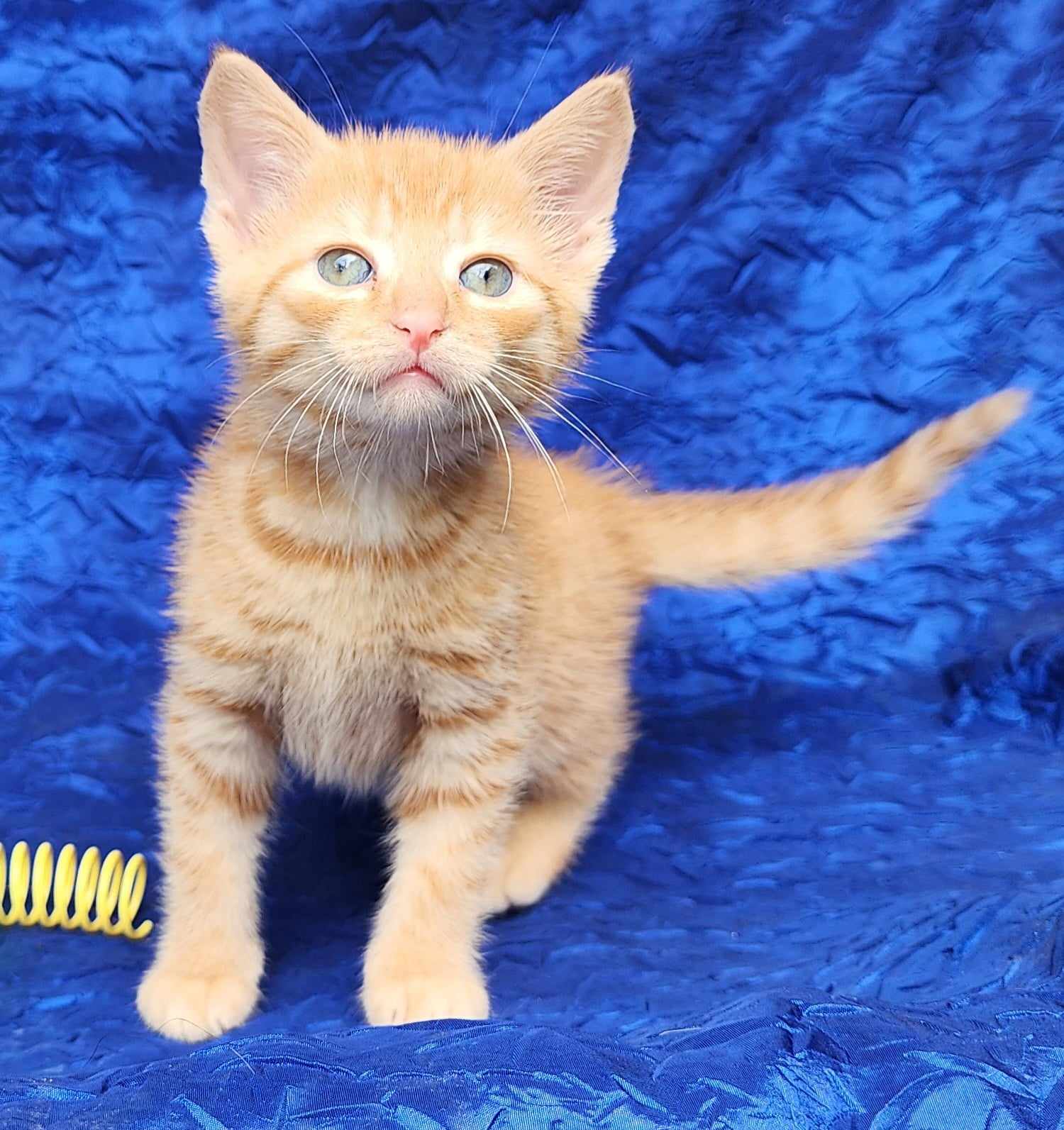 adoptable Cat in Cuba, NY named Wildflower Honey