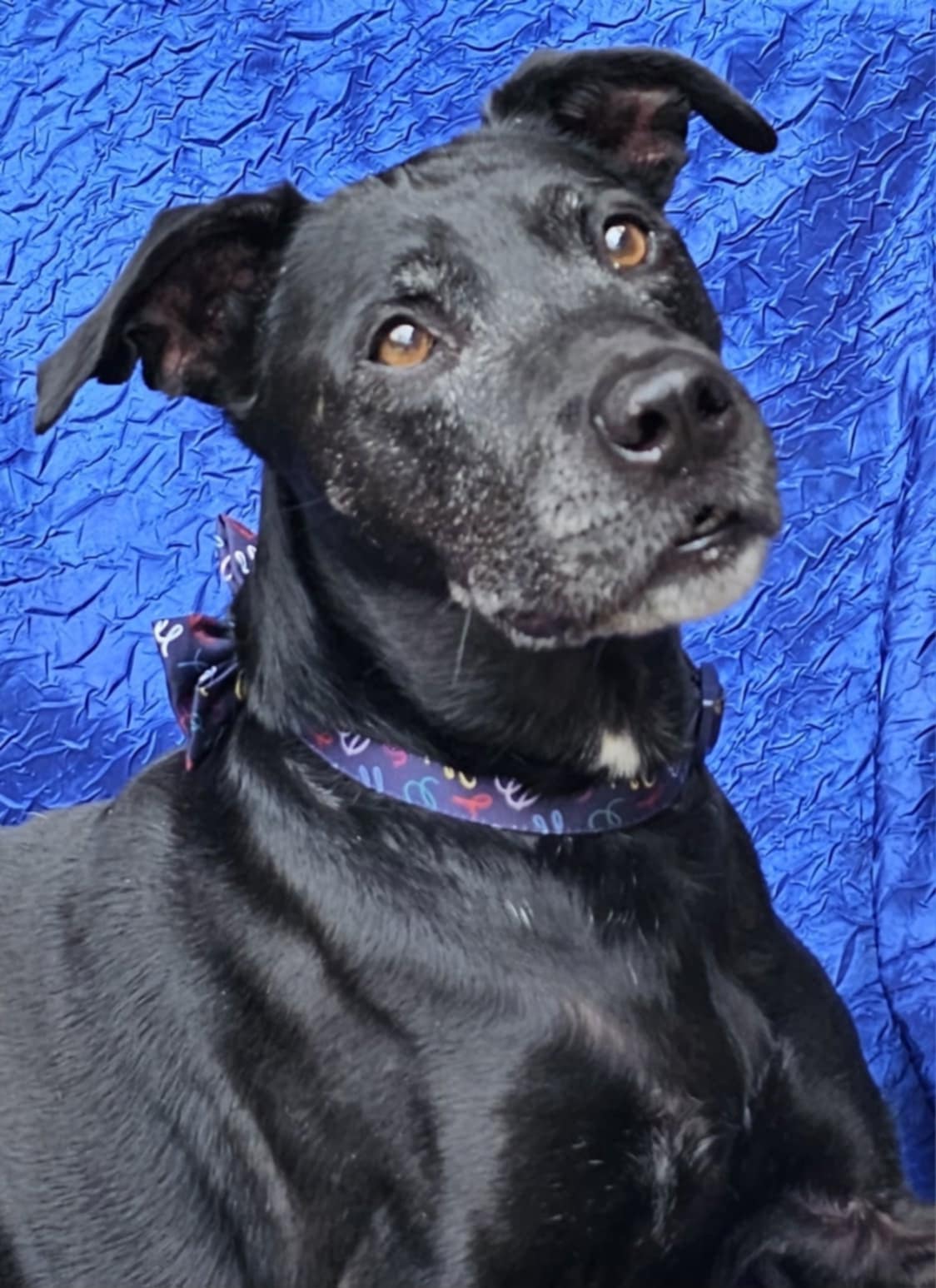 adoptable Dog in Cuba, NY named Harley