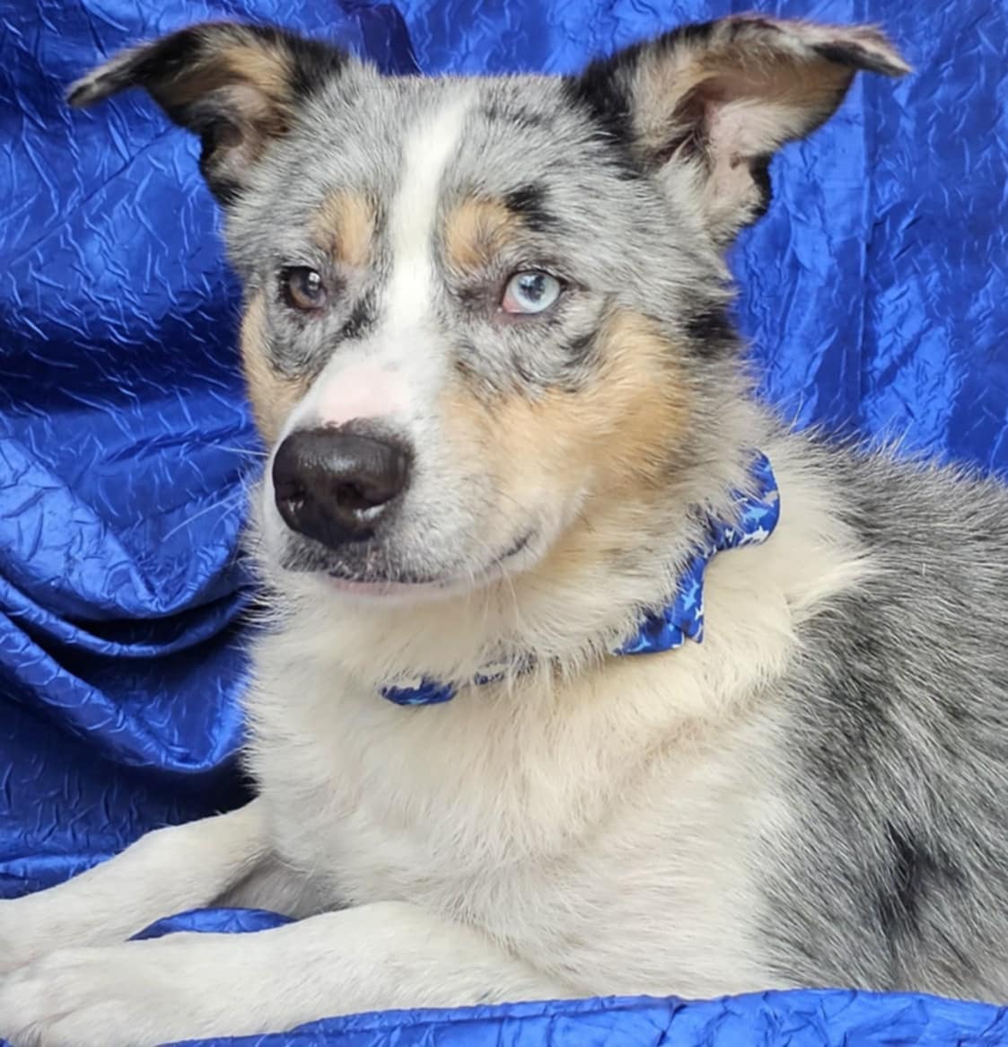 adoptable Dog in Cuba, NY named Blue Randolph