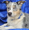 adoptable Dog in  named Blue Randolph