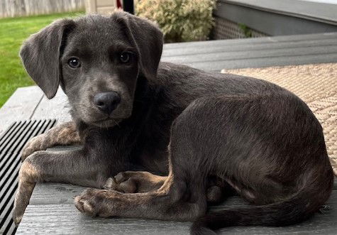 adoptable Dog in Cuba, NY named Nelson Vega