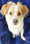 adoptable Dog in  named Buddy Butterscotch