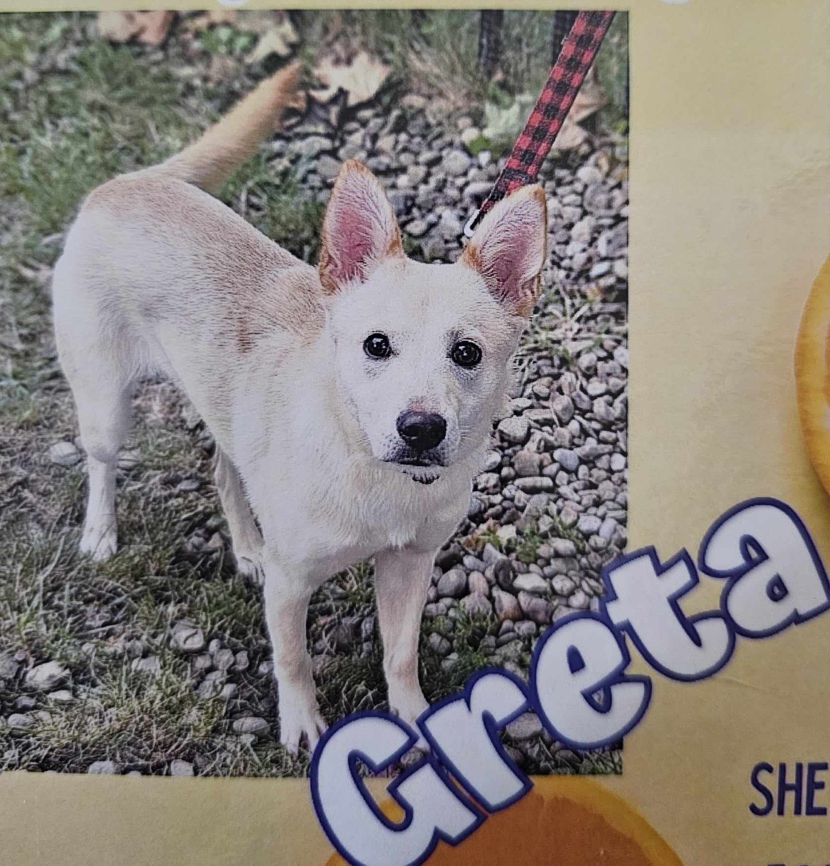 Greta image 2