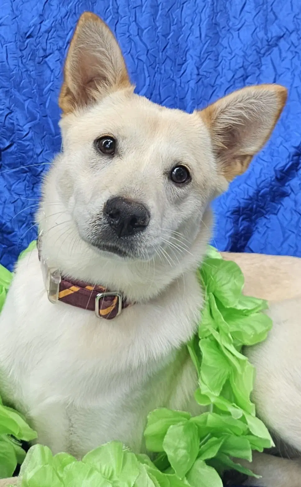Greta - Shepherd