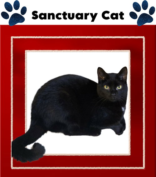 picture of the cat needing adoption
