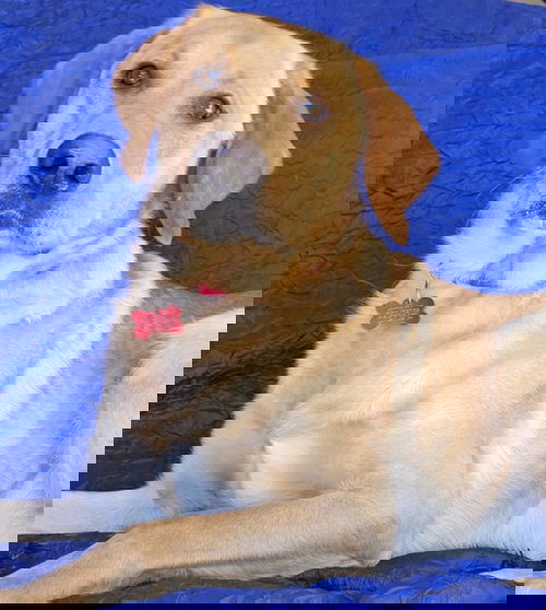 picture of the dog needing adoption