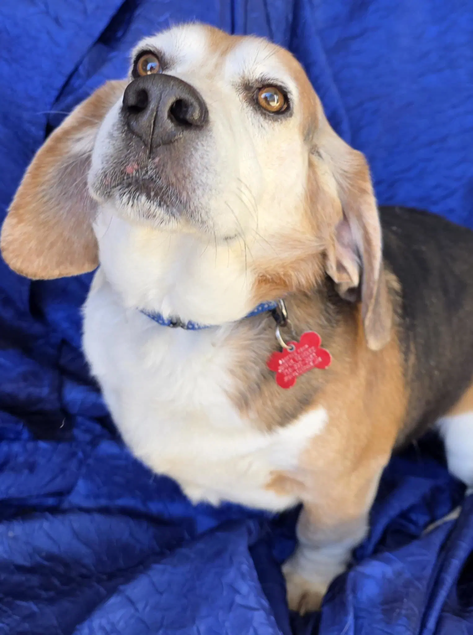 Ace The Adorable Beagle image 2