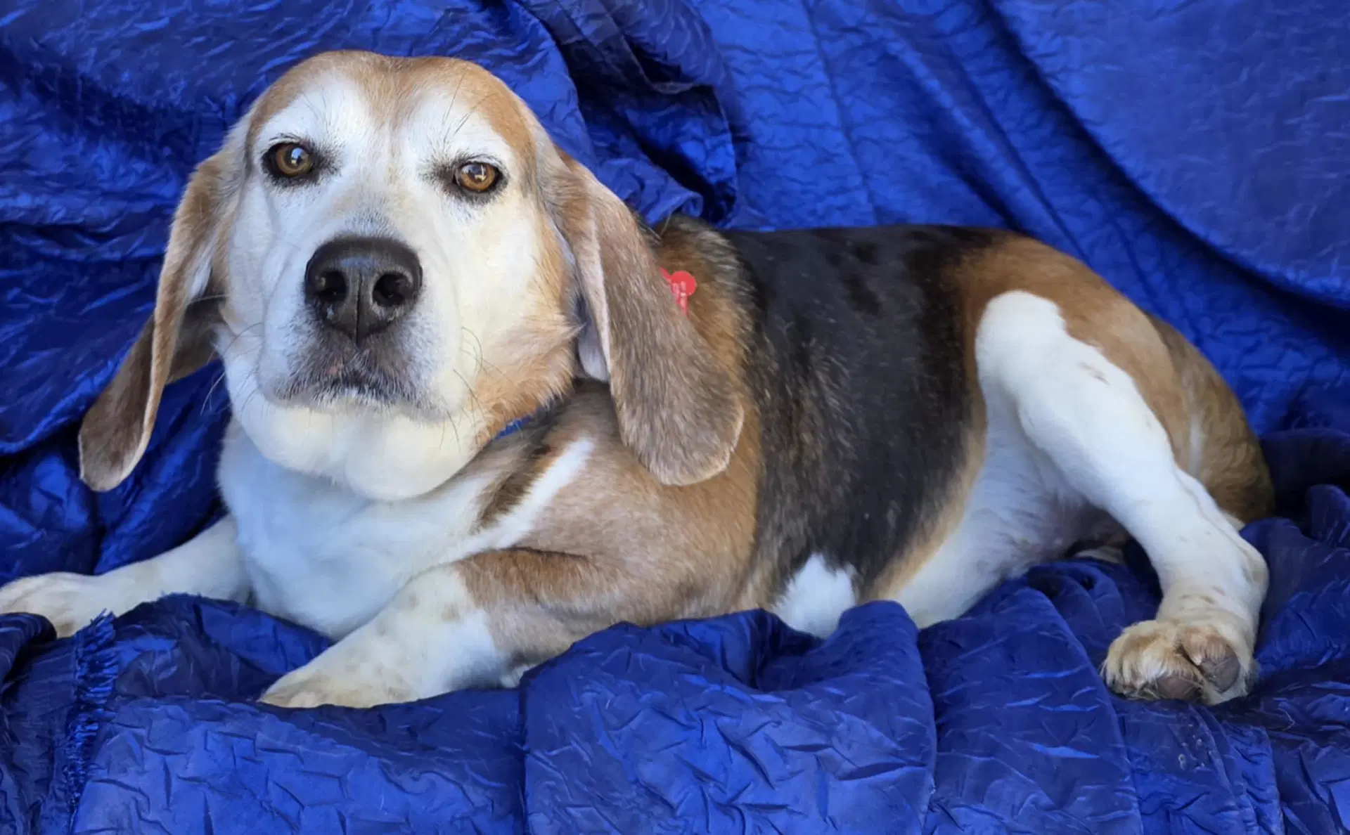 Ace The Adorable Beagle image 3