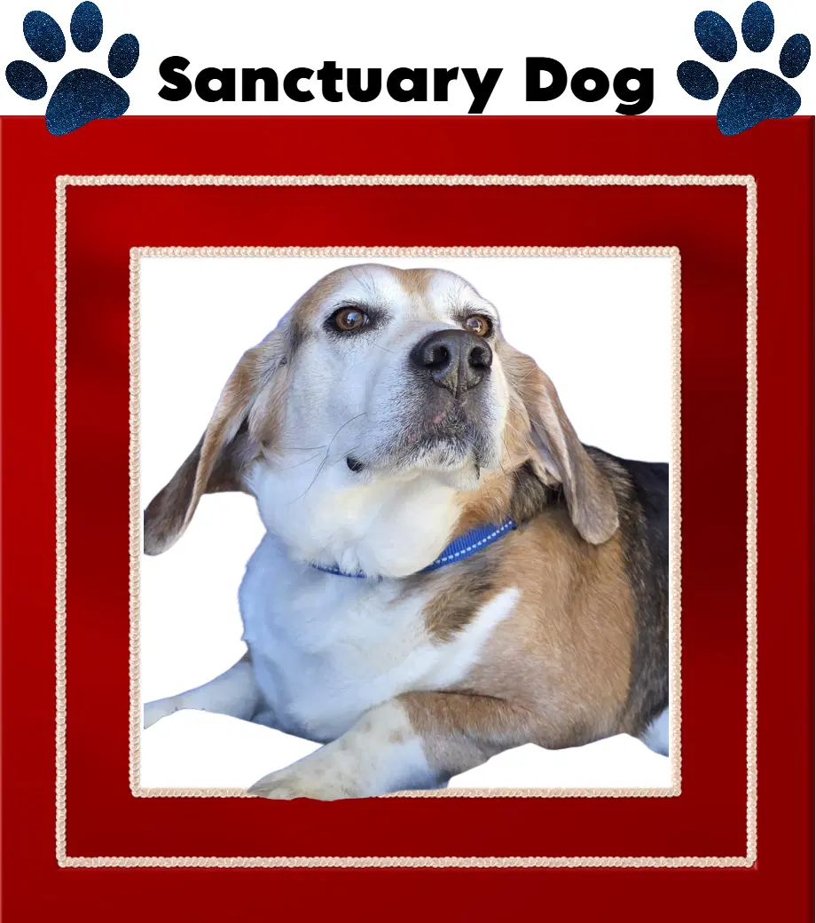 Ace The Adorable Beagle - Beagle