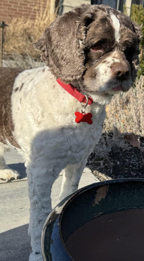 Photo of Bandit Wayne