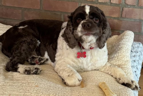 Photo of Bandit Wayne