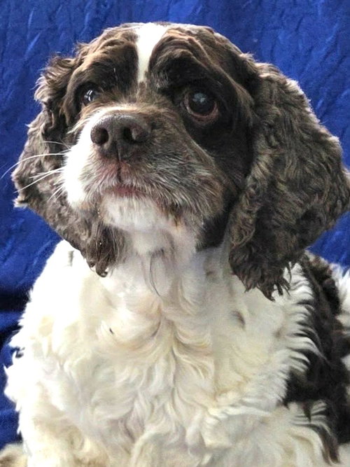 picture of the dog needing adoption