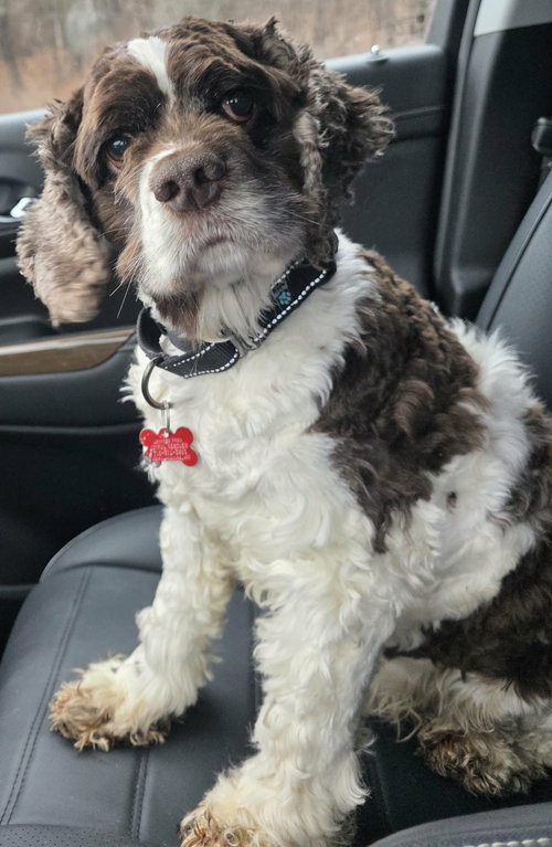 picture of the dog needing adoption