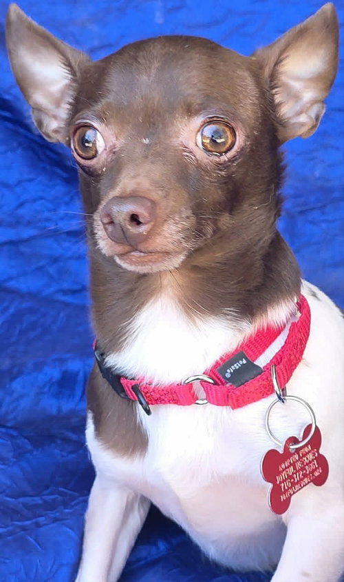 picture of the dog needing adoption