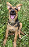 adoptable Dog in  named Maxwell  GSD