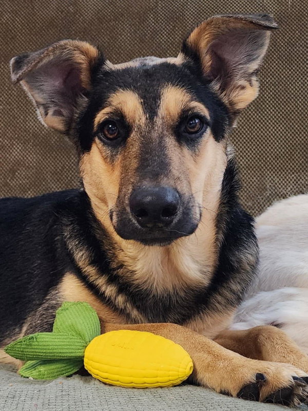 Marlene GSD