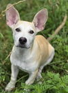 adoptable Dog in cuba, NY named Hope Vega