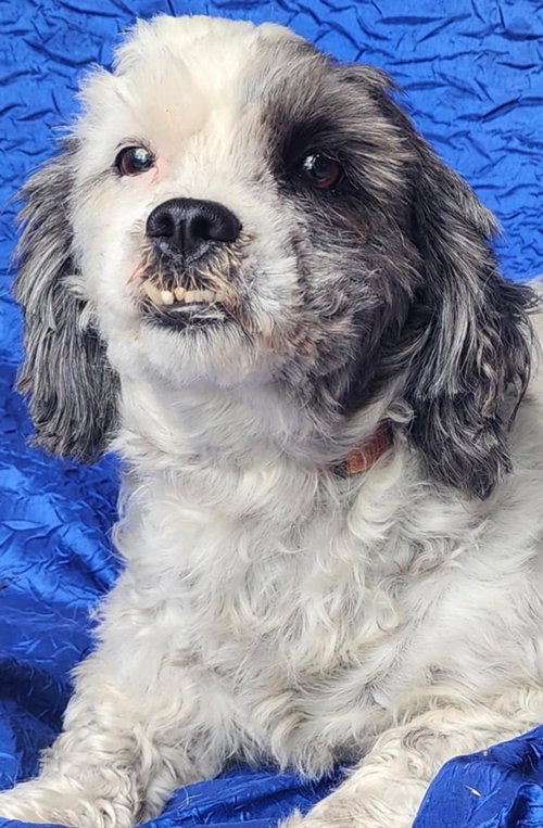 picture of the dog needing adoption