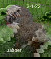 adoptable Dog in cuba, NY named Jasper Darien
