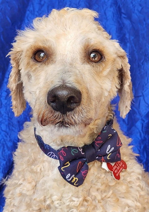 picture of the dog needing adoption