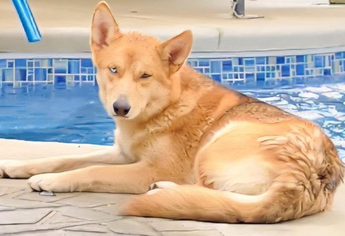 picture of the dog needing adoption