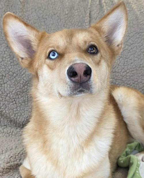 picture of the dog needing adoption