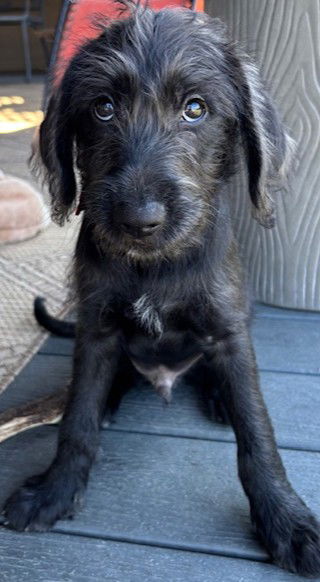 adoptable Dog in Cuba, NY named Noah
