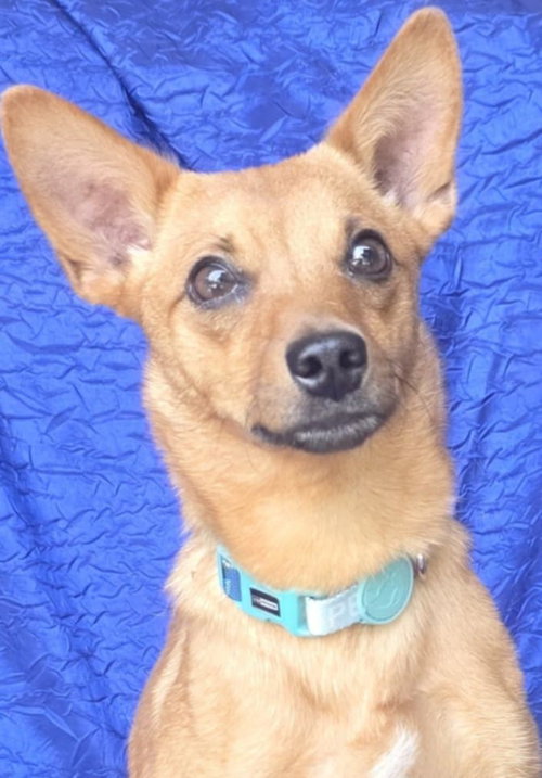 picture of the dog needing adoption