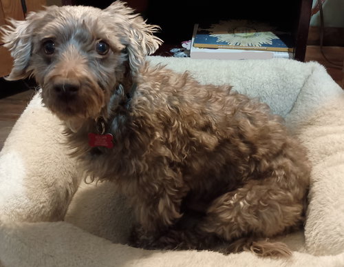picture of the dog needing adoption