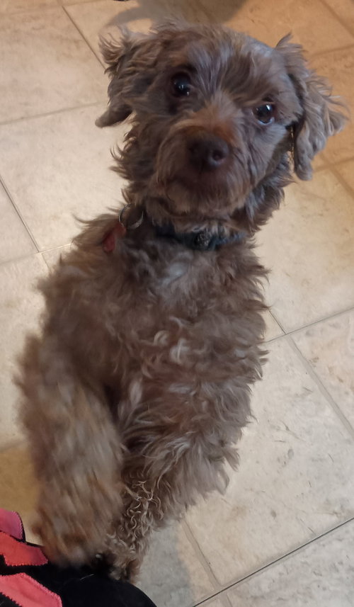 picture of the dog needing adoption