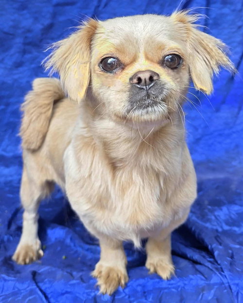 picture of the dog needing adoption