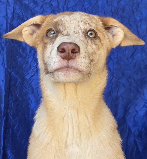 picture of the dog needing adoption