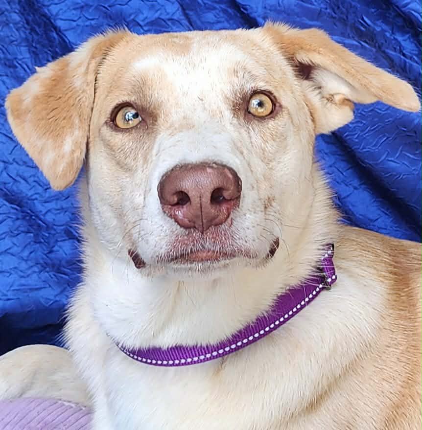 Polly Cooman - Australian Shepherd