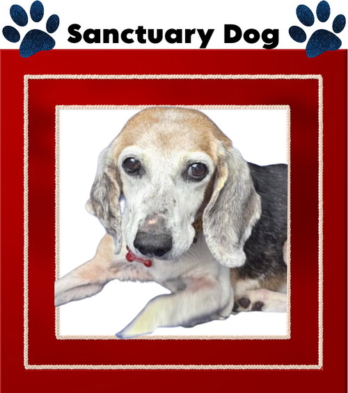 picture of the dog needing adoption