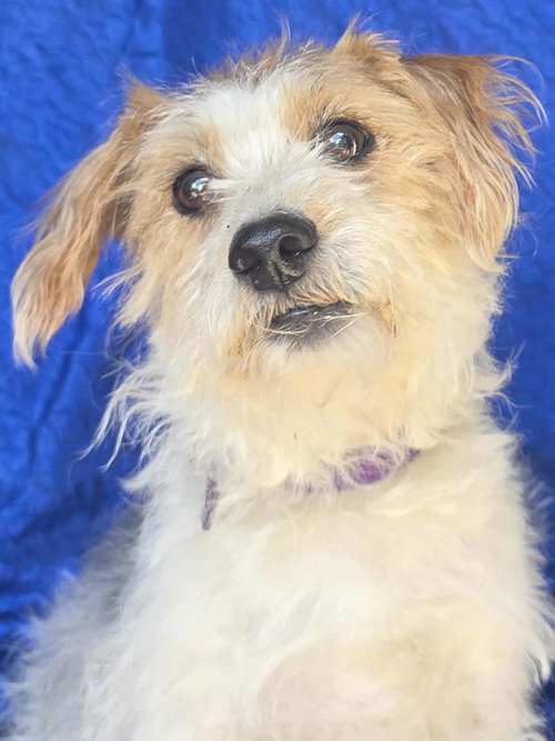 picture of the dog needing adoption