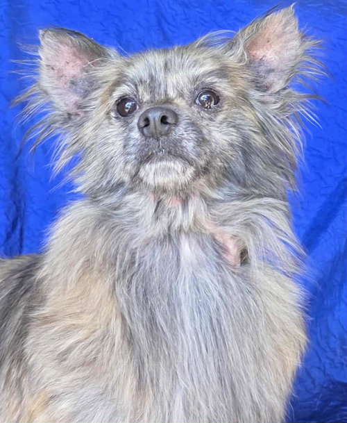 picture of the dog needing adoption