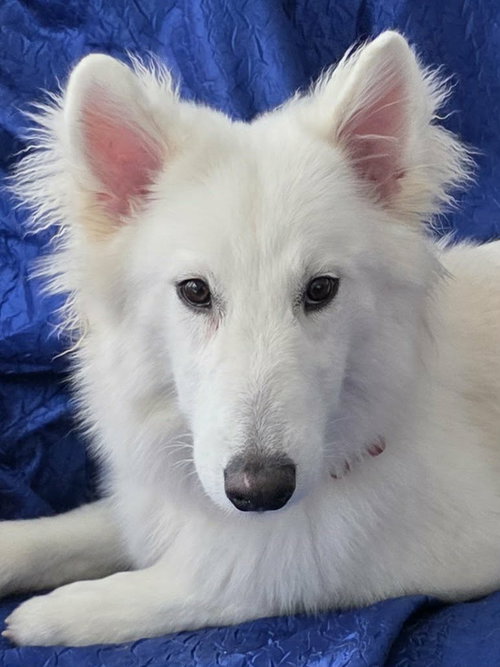 picture of the dog needing adoption
