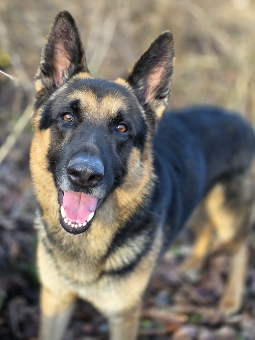 picture of the dog needing adoption