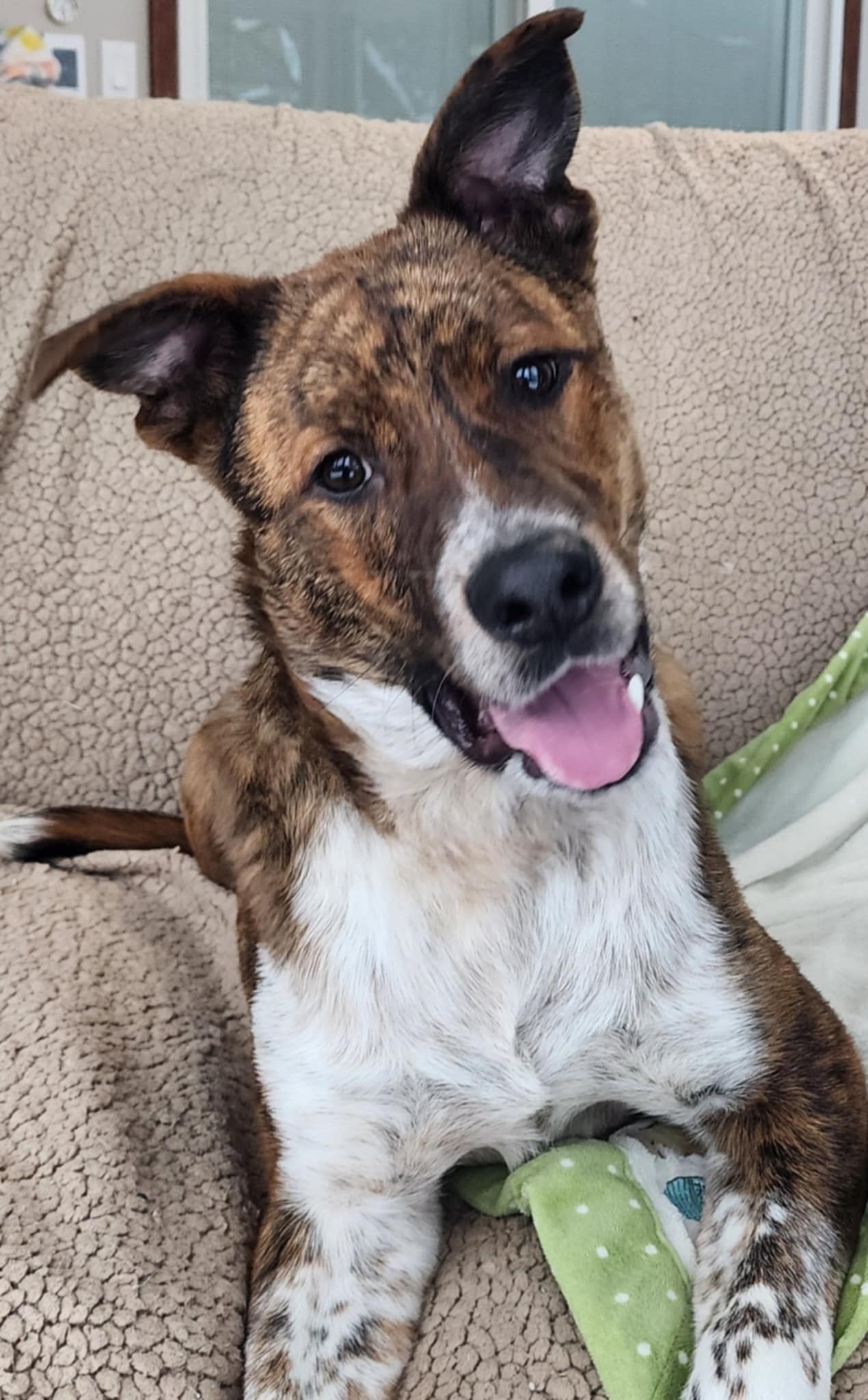 Mountain Cur