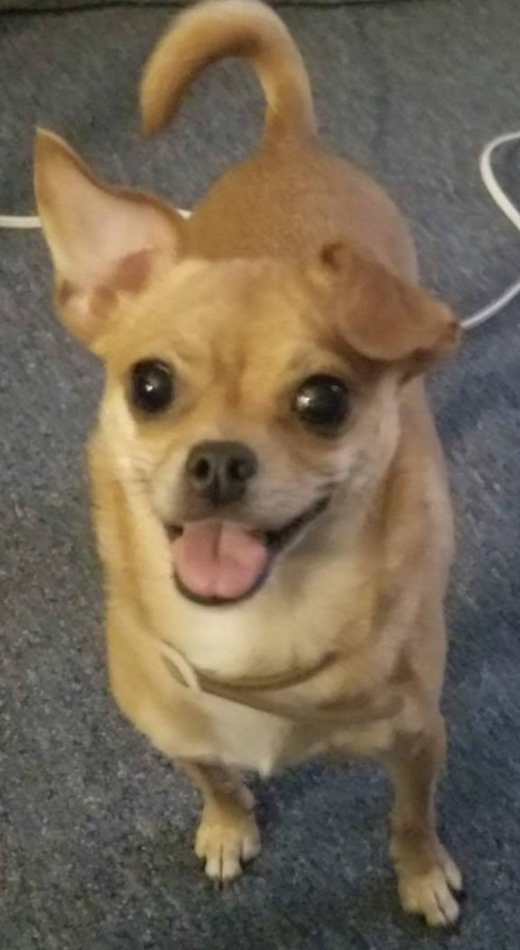 Mocha Chi Image