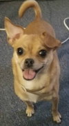 Mocha Chi - Photo 1