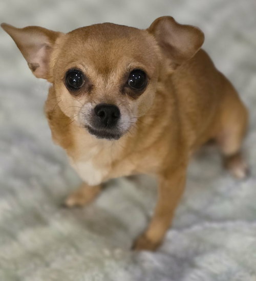 picture of the dog needing adoption